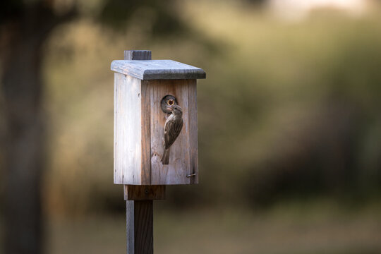 Bird at bird house