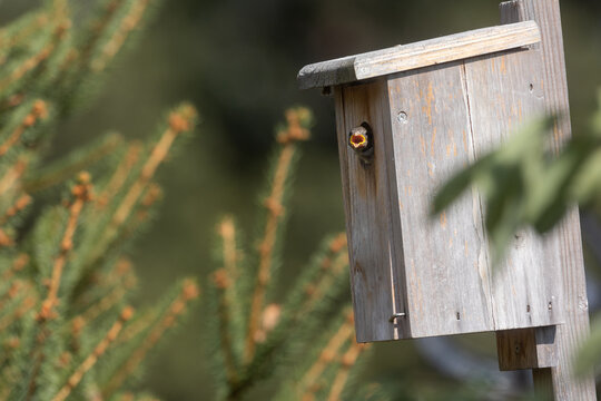 Bird at bird house next to evergreen trees