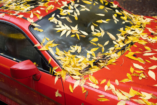 Cropped view of the yellow fallen autumn leaves by car