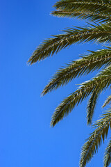 Obraz na płótnie Canvas Green palm tree leaves on blue sky background with copy space for text 