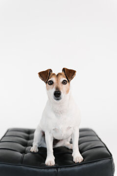 Jack Russell Terrier on leather pad