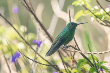 beautiful hummingbird, a bird that flies very fast and has iridescent colors from the Americas and the Caribbean. 