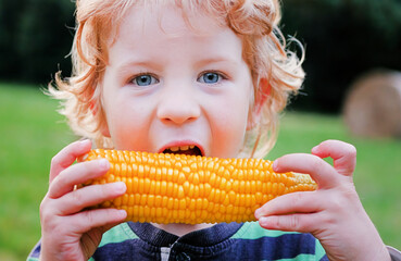 Young caucasian 4-year old child with curly hair eats corn off of the cob and smiling