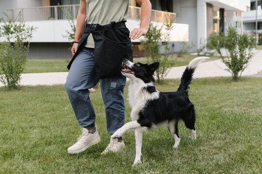 Funny dog walking between legs of woman