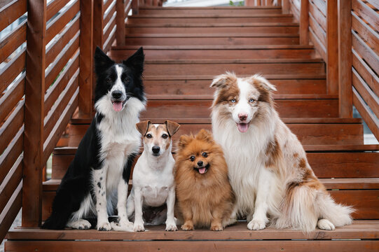 Funny dogs sitting on steps together