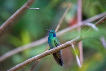 beautiful hummingbird, a bird that flies very fast and has iridescent colors from the Americas and the Caribbean. 