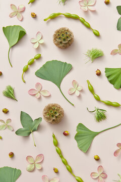 Natural leaves and flowers on beige background.