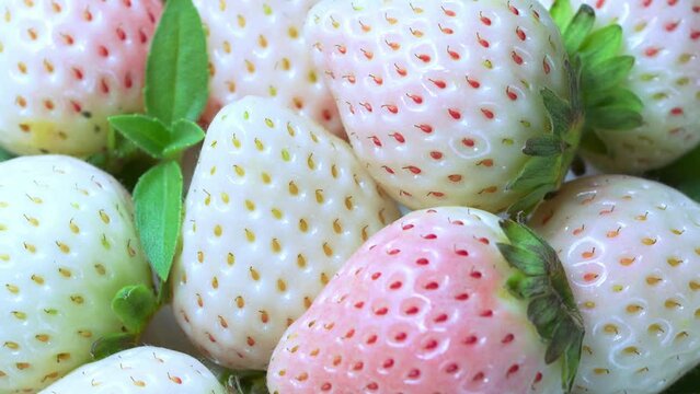 Fresh strawberries in white plate on wooden background,  White strawberries Pine berry or Hula strawberry on table background.