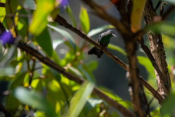 beautiful hummingbird, a bird that flies very fast and has iridescent colors from the Americas and...