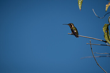 beautiful hummingbird, a bird that flies very fast and has iridescent colors from the Americas and the Caribbean. 