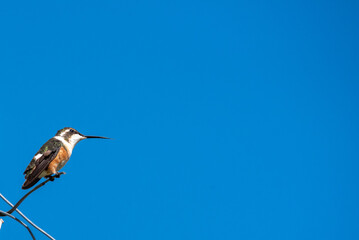 beautiful hummingbird, a bird that flies very fast and has iridescent colors from the Americas and the Caribbean. 