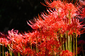 彼岸花(美しい光芒を浴びる花)
Cluster amaryllis (flower bathed in beautiful...