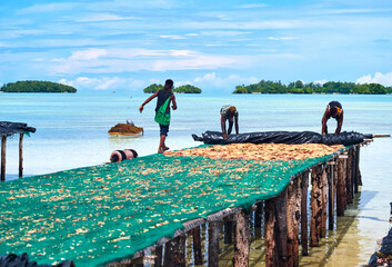 Pacific ocean seaweed farmers dry Kappaphycus algae, crop processing