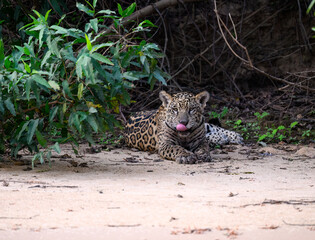 Wild Jaguar lying down on river's sandbank and  licking its lips in Pantanal, Brazil