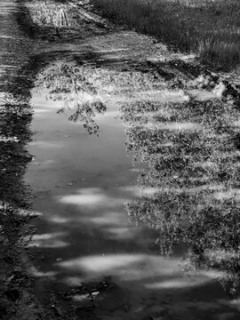 Tree reflection in puddle