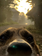 Naklejka premium portrait of a dog