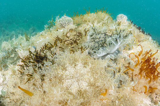 Upside Down Jellyfish
