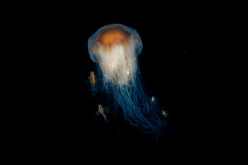 Crested Sculpin Living with Lion's Mane Jellyfish