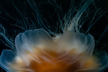 Crested Sculpin Living with Lion's Mane Jellyfish