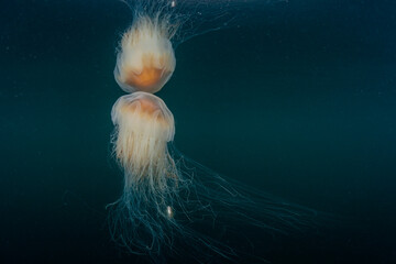 Crested Sculpin Living with Lion's Mane Jellyfish