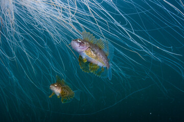 Crested Sculpin Living with Lion's Mane Jellyfish
