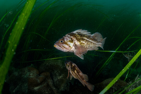 Rockfish Hide in Seagrass