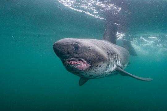 Salmon Shark