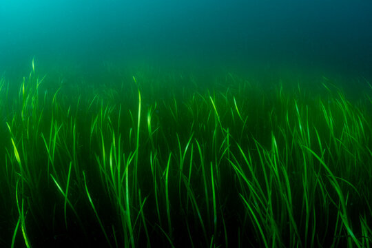 Eelgrass in Alaska