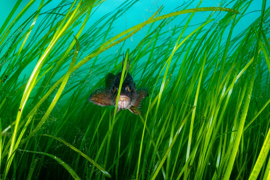 Rockfish Hide in Seagrass