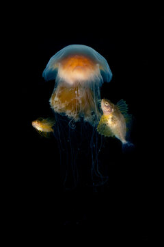 Crested Sculpin Living with Lion's Mane Jellyfish