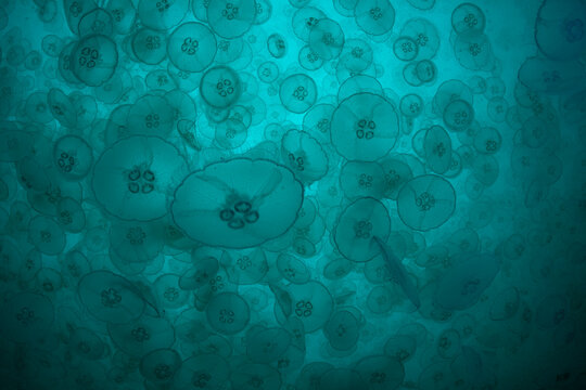 Moon Jelly Smack