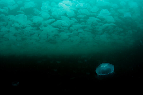 Moon Jelly Smack