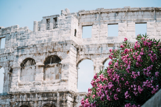 City Walls of the Arena of Pula and pink flowers
