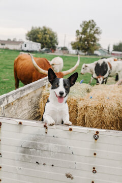 corgi stands in hay trailer