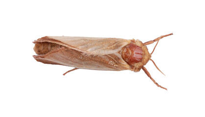 Brown common clothing moth isolated on white, top view