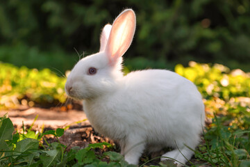 Cute white rabbit near tree stump on green grass outdoors