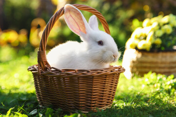 Cute white rabbit in wicker basket on grass outdoors. Space for text