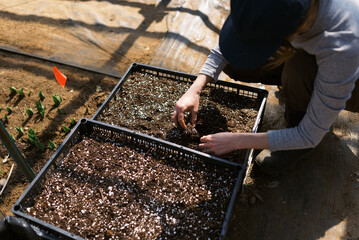 woman checking on her ranunculus bulbs in march in a greenhouse