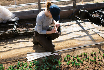 farm worker labeling the varieties of tulips in her greenhouse