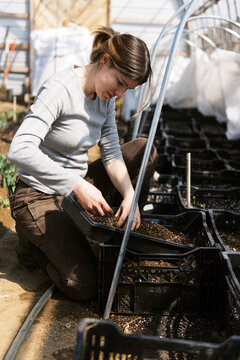 woman checking on her ranunculus bulbs in march in a greenhouse