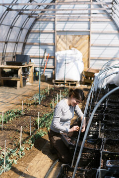 woman checking on her ranunculus bulbs in march in a greenhouse
