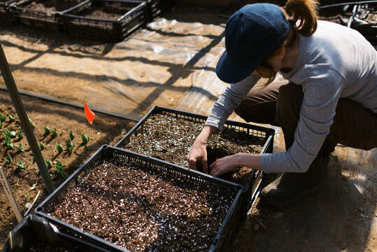 woman checking on her ranunculus bulbs in march in a greenhouse