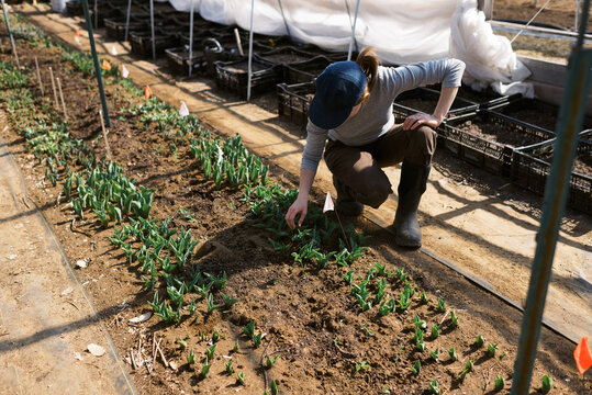 farm worker labeling the varieties of tulips in her greenhouse