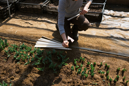 farm worker labeling the varieties of tulips in her greenhouse