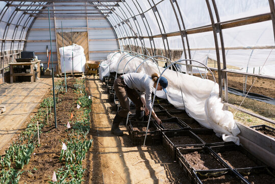 woman checking on her ranunculus bulbs in march in a greenhouse
