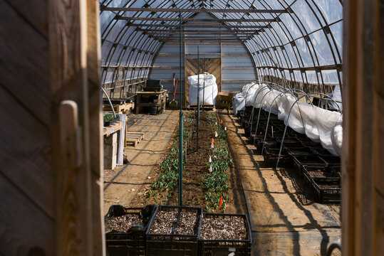 inside of a hoop house in spring with tulips growing in the center 