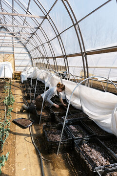 woman checking on her ranunculus bulbs in march in a greenhouse