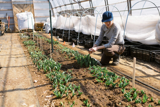farm worker labeling the varieties of tulips in her greenhouse