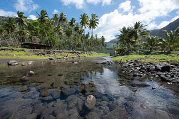 A river surrounded by coconut trees in the Hanapaaoa Valley in Hiva Oa, Marquesas Islands, French Polynesia