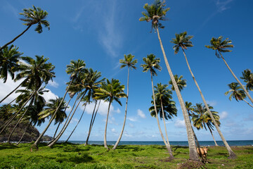Fototapeta premium Coconut trees in the Hanapaaoa Valley in Hiva Oa, Marquesas Islands, French Polynesia